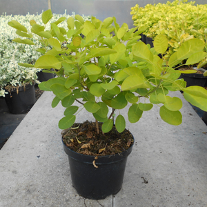 Cotinus Golden Lady